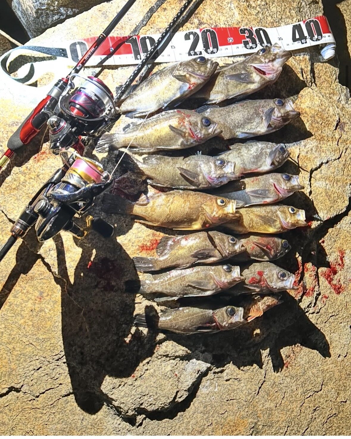 メバル釣りへ行きました！