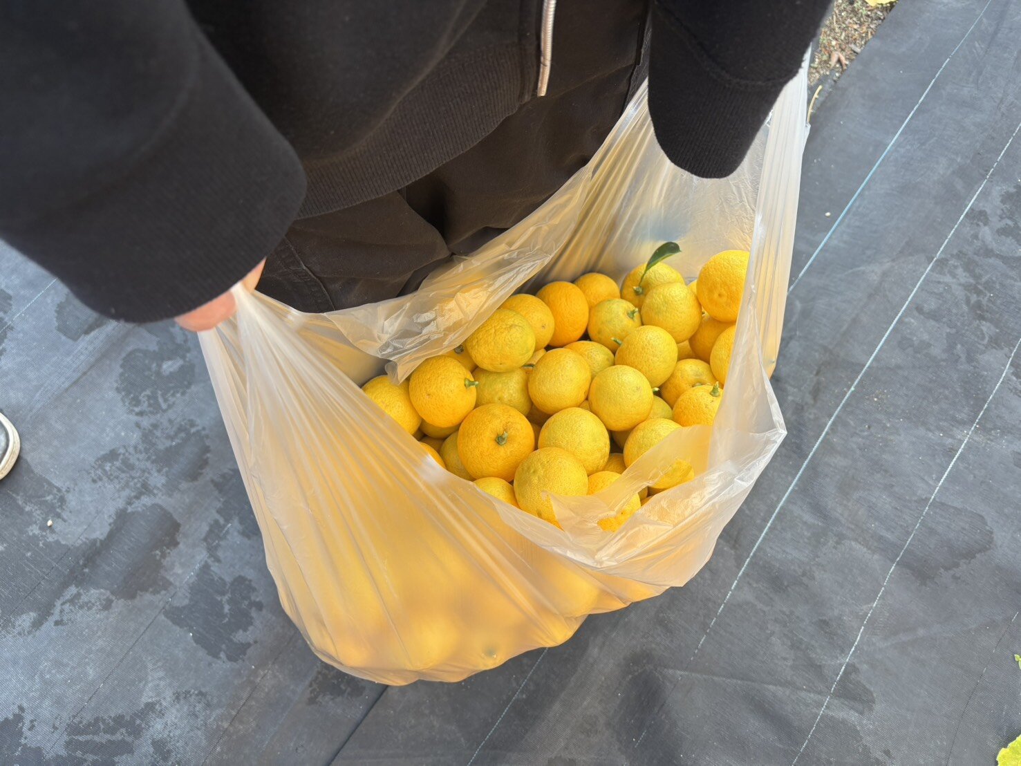 総合メディアサークル：畑の収穫をしました！